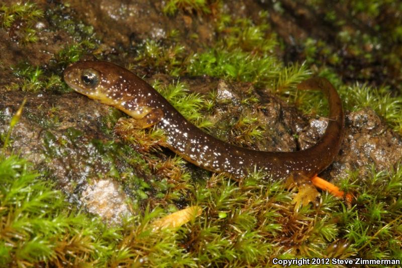 Olympic Torrent Salamander (Rhyacotriton olympicus)