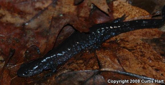 Blue-spotted Salamander (Ambystoma laterale)