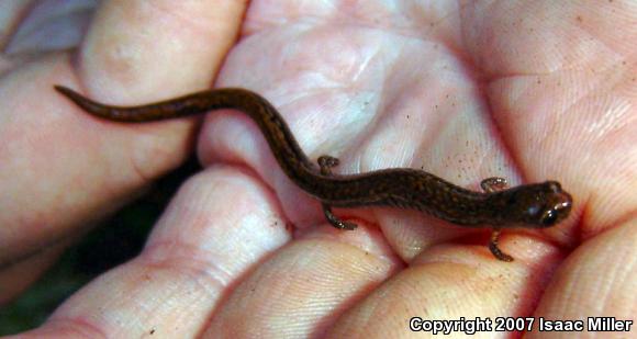 California Slender Salamander (Batrachoseps attenuatus)