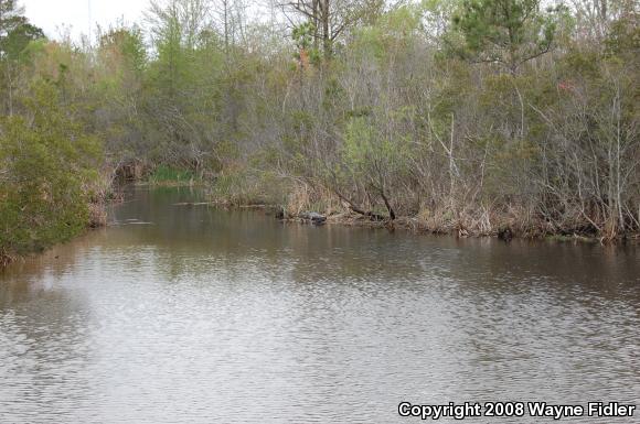 American Alligator (Alligator mississippiensis)