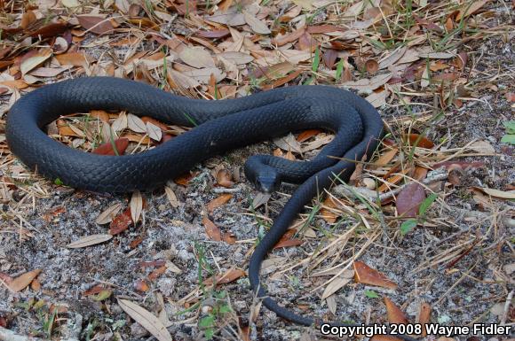 Northern  Black Racer (Coluber constrictor constrictor)