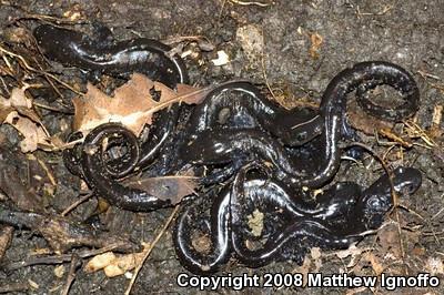 Blue-spotted Salamander (Ambystoma laterale)