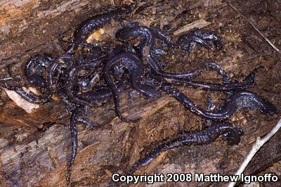 Blue-spotted Salamander (Ambystoma laterale)