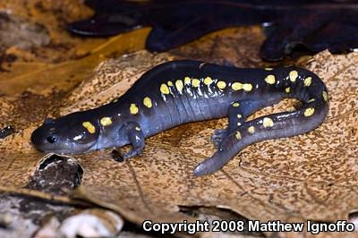 Spotted Salamander (Ambystoma maculatum)