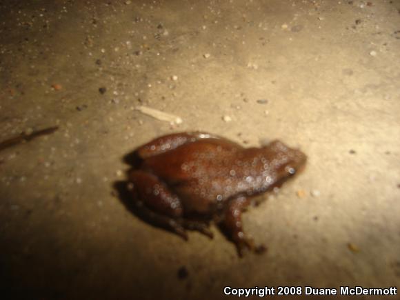 Western Chorus Frog (Pseudacris triseriata)