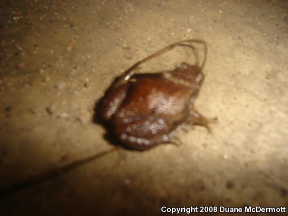 Western Chorus Frog (Pseudacris triseriata)