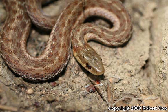 Eastern Gartersnake (Thamnophis sirtalis sirtalis)