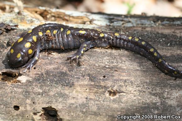 Spotted Salamander (Ambystoma maculatum)