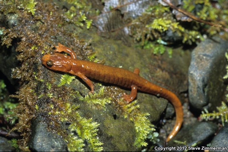 Van Dyke's Salamander (Plethodon vandykei)