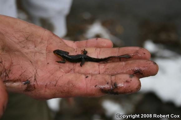 Red-Spotted Newt (Notophthalmus viridescens viridescens)