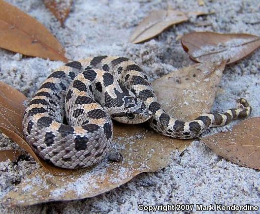 Southern Hog-nosed Snake (Heterodon simus)