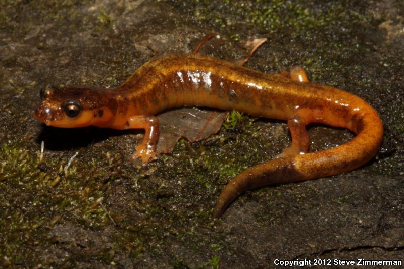 Van Dyke's Salamander (Plethodon vandykei)