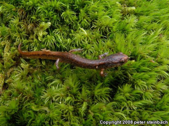 Four-toed Salamander (Hemidactylium scutatum)