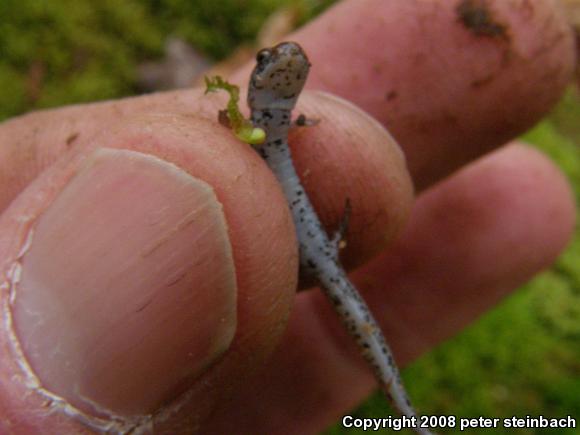 Four-toed Salamander (Hemidactylium scutatum)