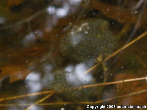 Spotted Salamander (Ambystoma maculatum)