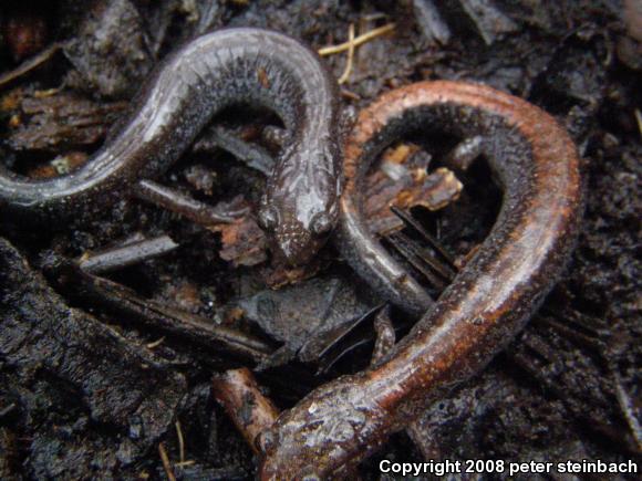 Eastern Red-backed Salamander (Plethodon cinereus)