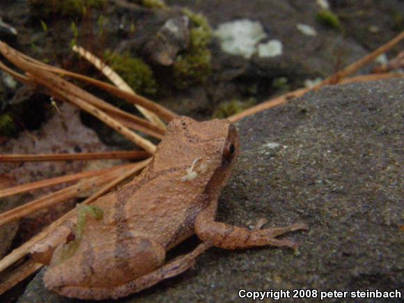 Northern Spring Peeper (Pseudacris crucifer crucifer)