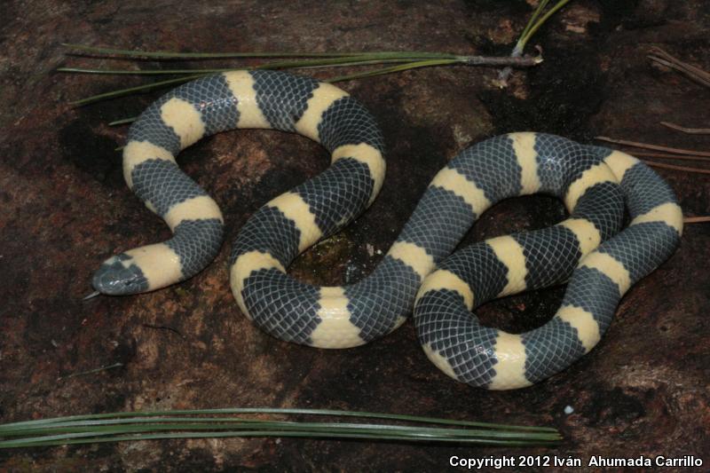 Mexican Short-tailed Snake (Sympholis lippiens)