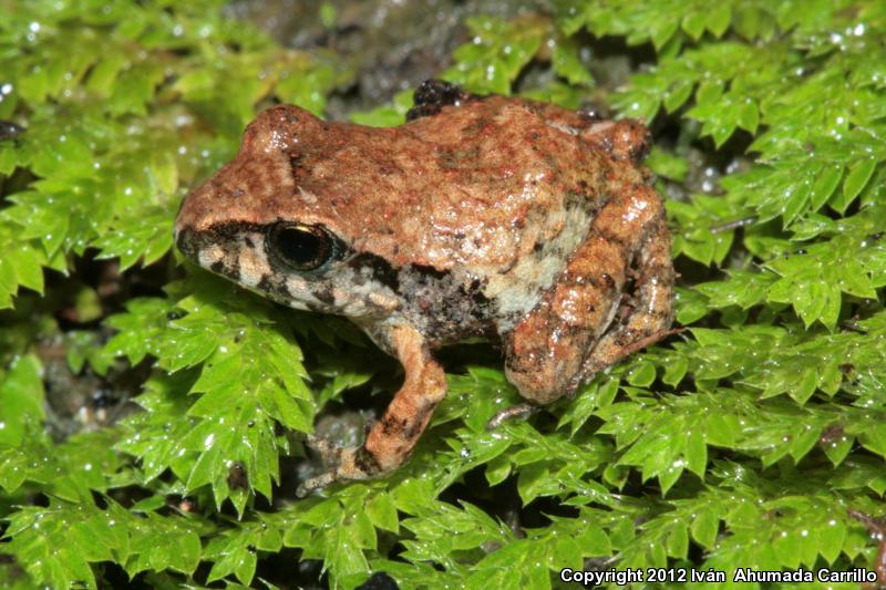 Taylor's Barking Frog (Craugastor occidentalis)