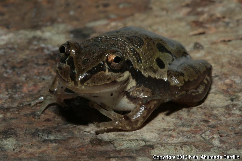 Lowland Burrowing Treefrog (Smilisca fodiens)