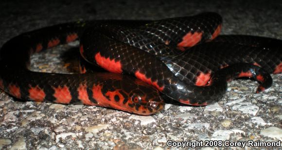 Red-bellied Mudsnake (Farancia abacura)