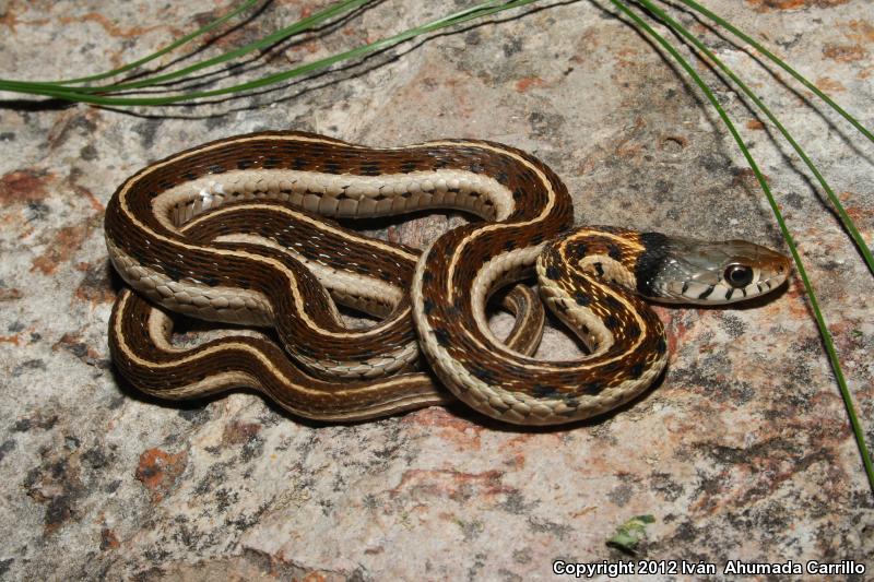 Tropical Black-necked Gartersnake (Thamnophis cyrtopsis collaris)