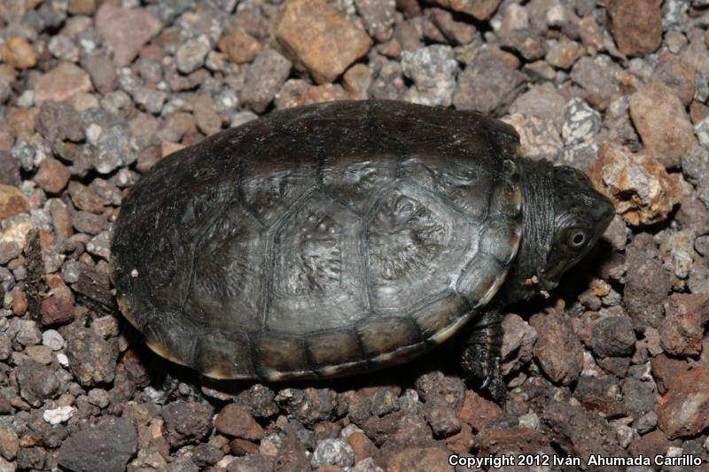 Mexican Mud Turtle (Kinosternon integrum)