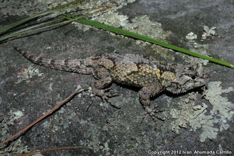 Boulenger's Scaly Lizard (Sceloporus asper)