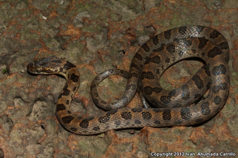 Bresson's Splendid Cat-eyed Snake (Leptodeira splendida bressoni)