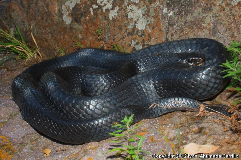 Mexican West Coast Cribo (Drymarchon melanurus rubidus)