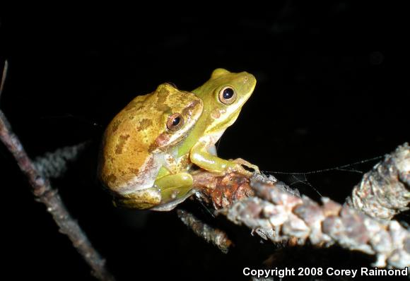 Squirrel Treefrog (Hyla squirella)