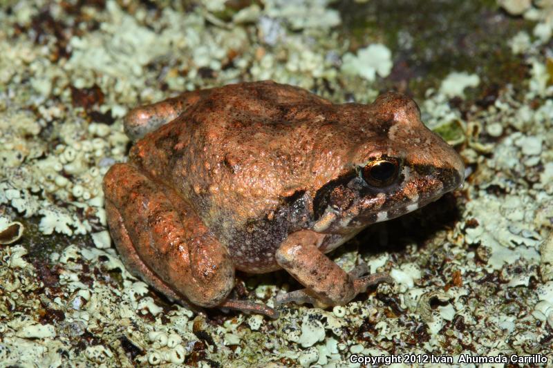 Taylor's Barking Frog (Craugastor occidentalis)