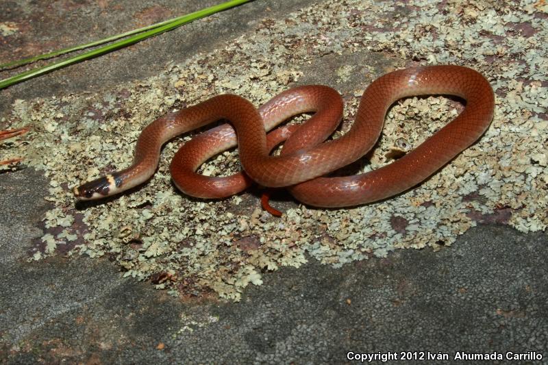 Bocourt's Black-headed Snake (Tantilla bocourti)