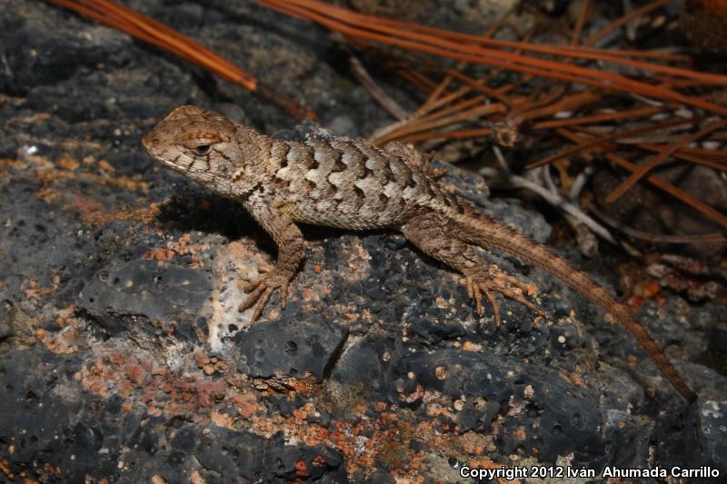 Rough Lizard (Sceloporus horridus)