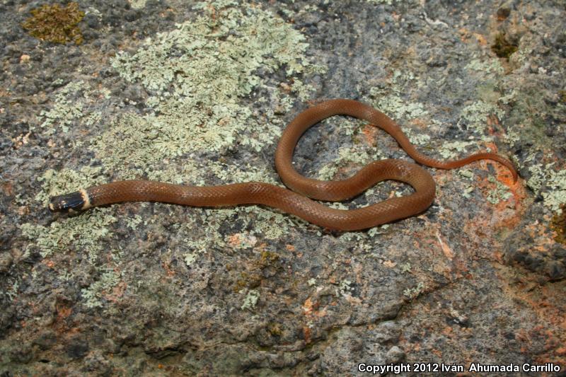 Bocourt's Black-headed Snake (Tantilla bocourti)