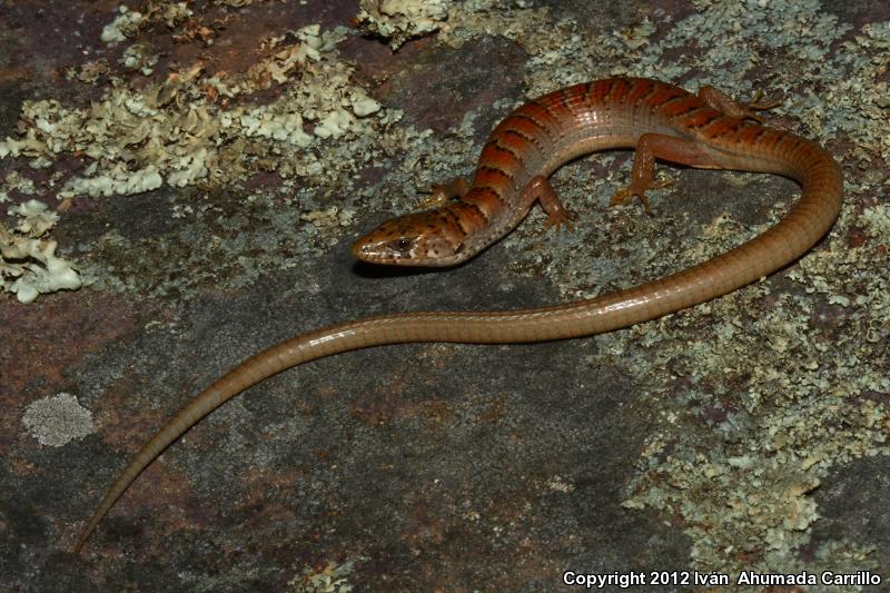 Rusty Alligator Lizard (Elgaria kingii ferruginea)