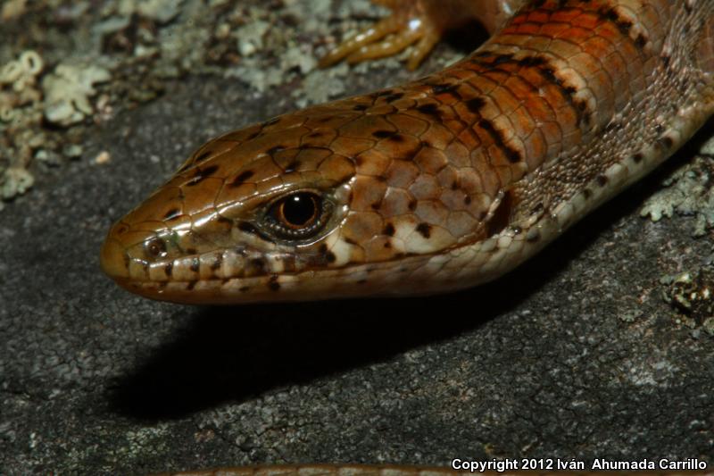 Rusty Alligator Lizard (Elgaria kingii ferruginea)