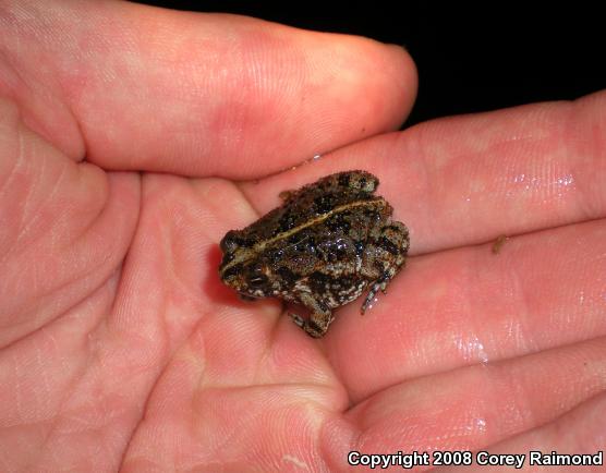 Oak Toad (Anaxyrus quercicus)