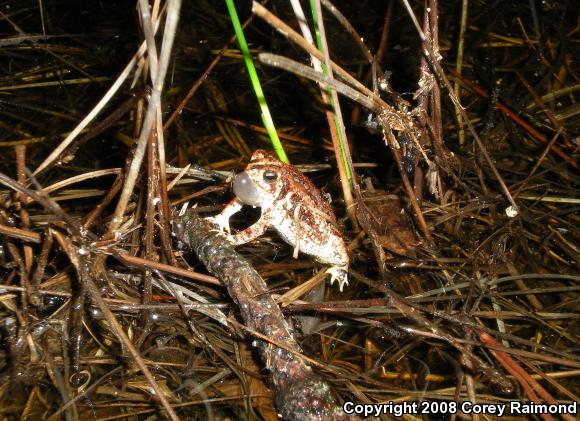 Oak Toad (Anaxyrus quercicus)