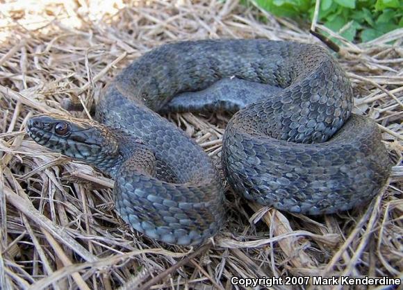 Mangrove Saltmarsh Snake (Nerodia clarkii compressicauda)