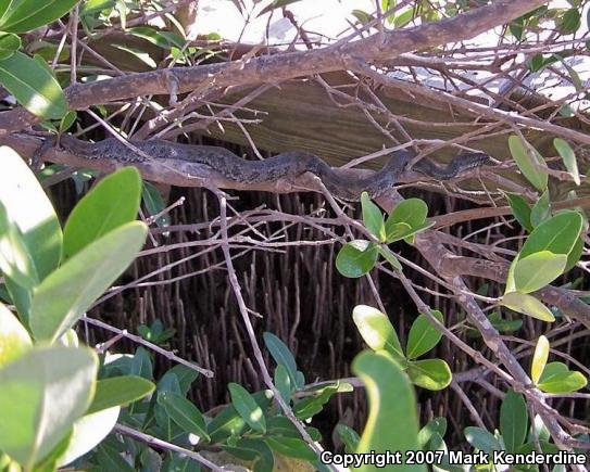 Mangrove Saltmarsh Snake (Nerodia clarkii compressicauda)