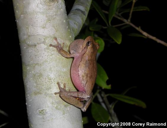 Pine Woods Treefrog (Hyla femoralis)