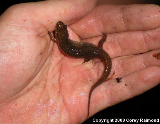 Seal Salamander (Desmognathus monticola)