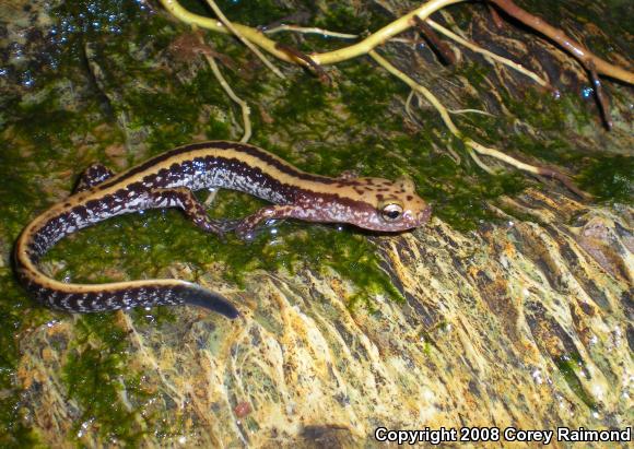 Three-lined Salamander (Eurycea guttolineata)