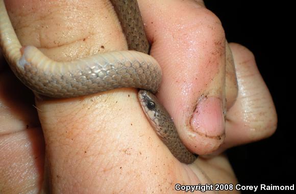 Smooth Earthsnake (Virginia valeriae)