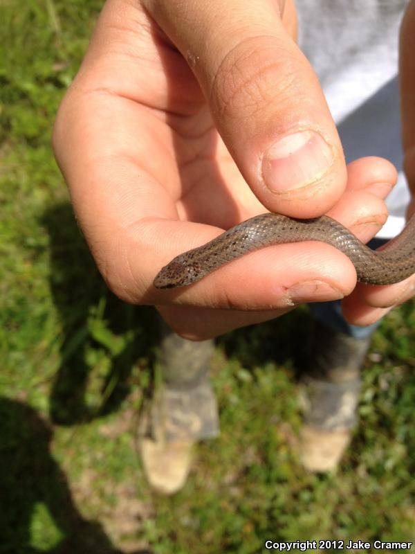 Mountain Earthsnake (Virginia valeriae pulchra)