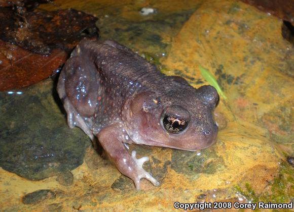 Eastern Spadefoot (Scaphiopus holbrookii)