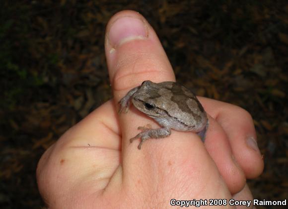 Pine Woods Treefrog (Hyla femoralis)