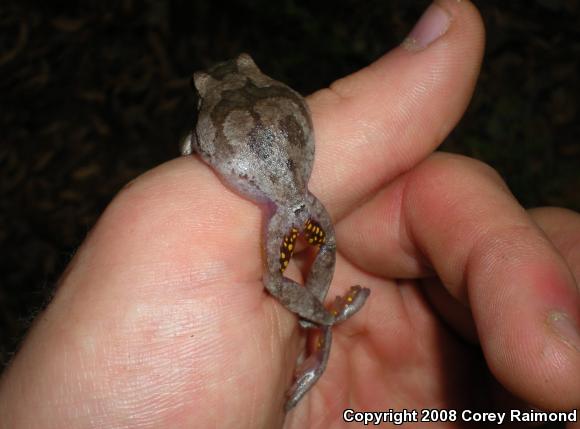 Pine Woods Treefrog (Hyla femoralis)