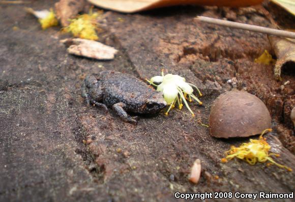 Eastern Narrow-mouthed Toad (Gastrophryne carolinensis)